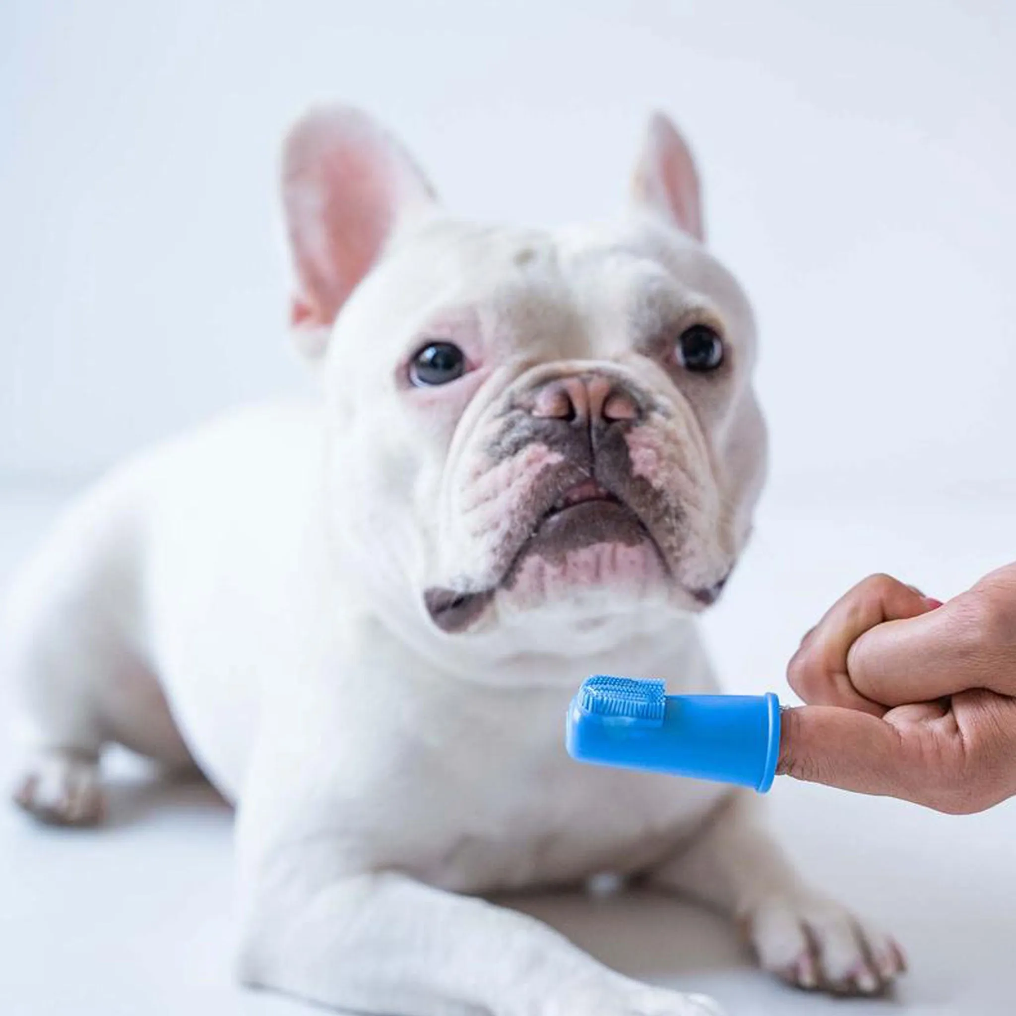 Oxyfresh Pet Finger Brush Blue Dog Grooming