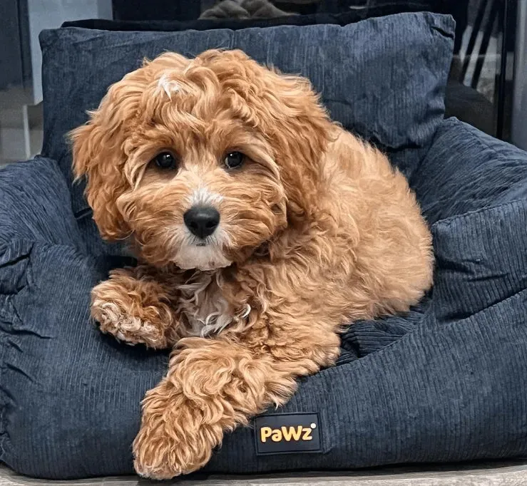 PaWz Dog Car Booster Seat