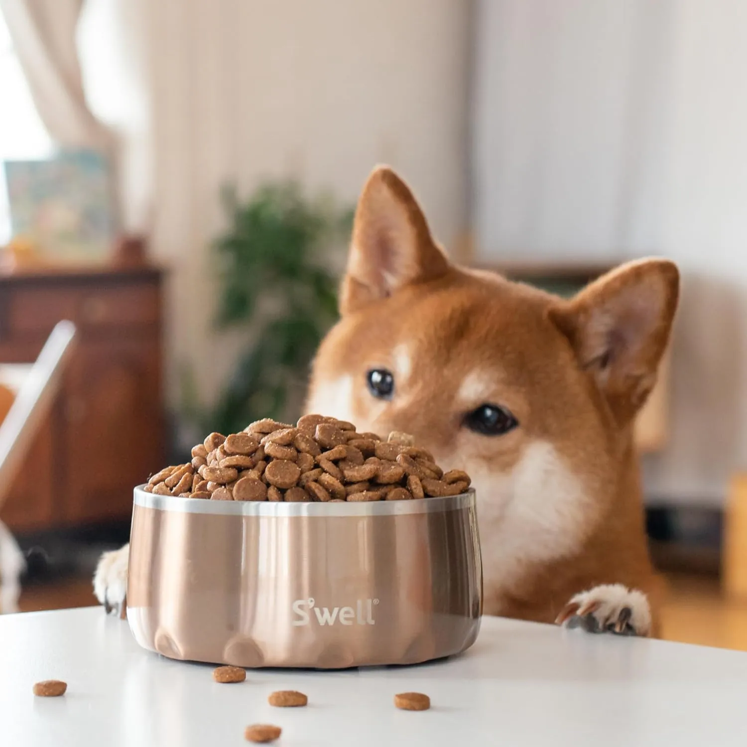 S'well Stainless Steel Pet Bowl, 32oz, Pyrite, for Small to Medium Size Dogs, Mess Free Design with Non Slip Rubber Bottom, Dishwasher Safe, BPA Free